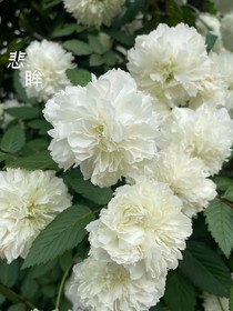 悲眸