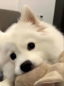 開(kāi)始推理吧：薛定諤的坦