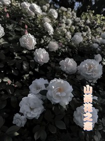 TF四代：山茶花之夢