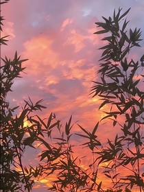 江與姜