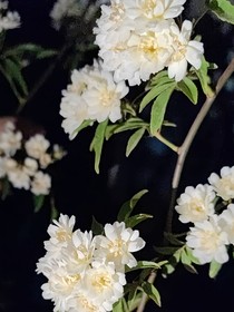 温日照雪