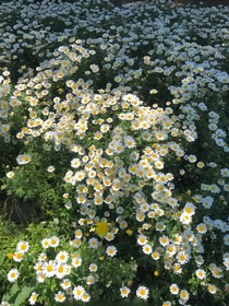 雛菊開在陰天里