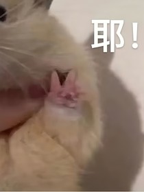 斗龍合集