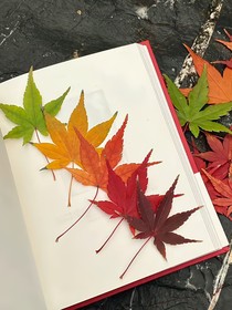 落葉歸根，遮住了他的眼