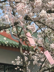 知遇梔香……