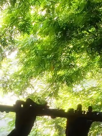 精灵宝可梦之穿越，前进吧！