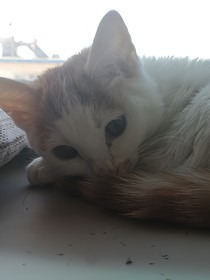 華燈鳴哀