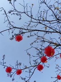 結婚的向往