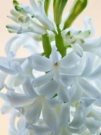 等风来吹过