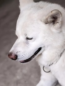 白清故事的开头