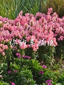 你的草稿纸