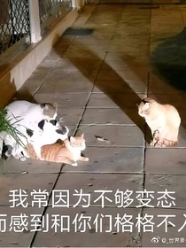凹凸：風(fēng)鈴花……開了？