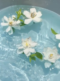 梔子花開時(shí)，你我緣分開始