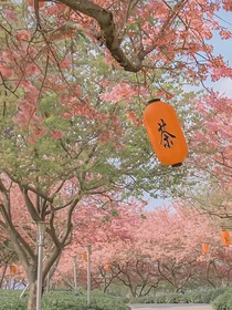 极光与黎明