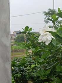 唯一記得的是梔子花香