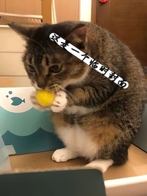 穿越代理貓
