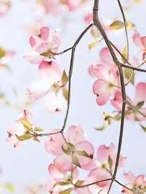 我会等待你，给我看桃花