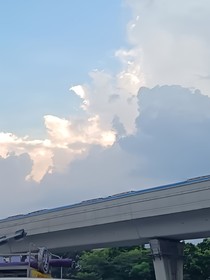 常春里的绣球花
