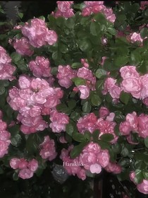 ch骨上花