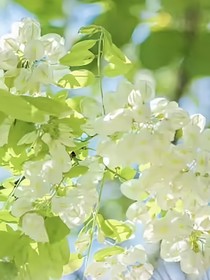 冬浩：碎玉