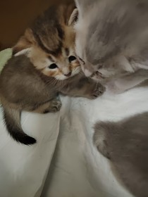 膽小鬼和自私鬼