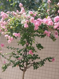 舟棠