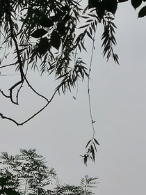 予以昭庆雪