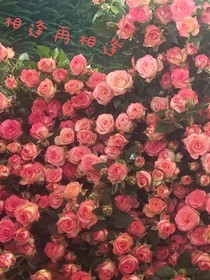 相逢再相逢