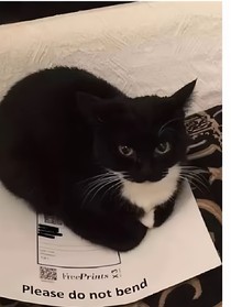 猫儿这个叛逆