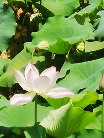 江湖尋蓮