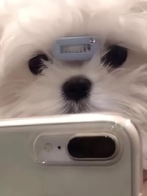 我可是頂流搞笑女！