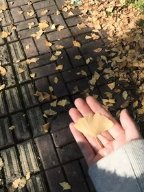 怀念的声音……