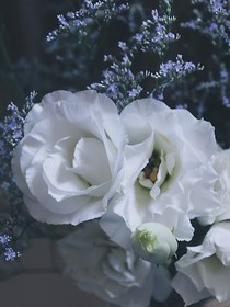 線上戲碼