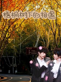 在梧桐树下相遇