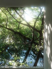 蟬時
