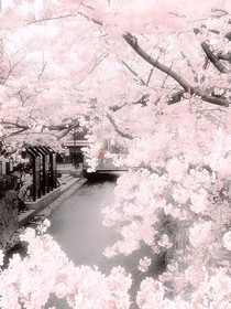 只有樱花雨