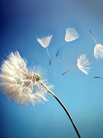 降落的蒲公英