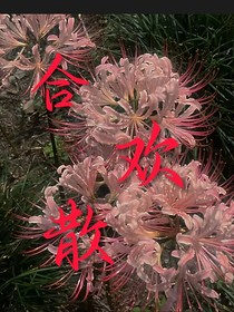 合歡散