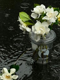 桅子花下遇見(jiàn)你