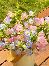 風(fēng)鈴花來(lái)信