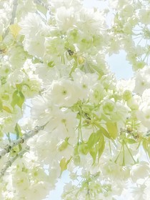 風(fēng)里的云
