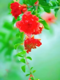 （少年師爺）海十之石榴花開