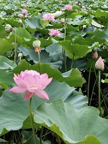 新卡檸：難逃
