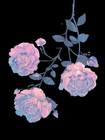 血色薔薇……cn