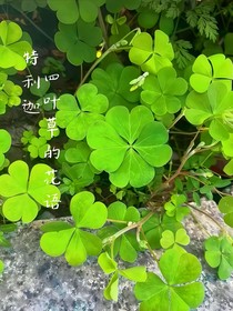 特利迦：四葉草的花語