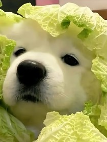 欺詐組——圣堂