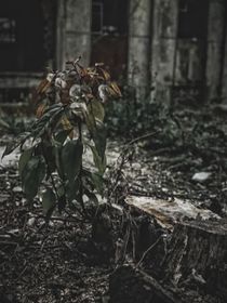 灰色的廢墟……