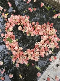 桔色花海