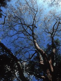 云之羽：云深霧棲處