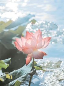 我為蓮花君為雨